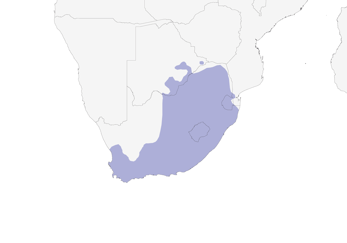 Cape White-eye, Distribution 1