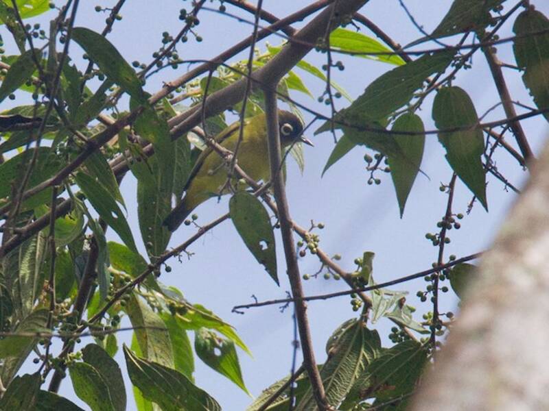 Capped White-eye