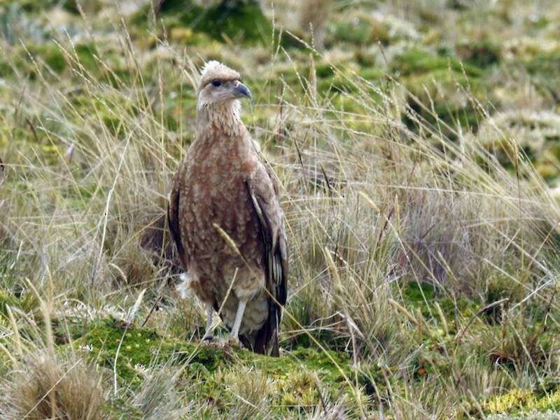 Caracara Carunculado