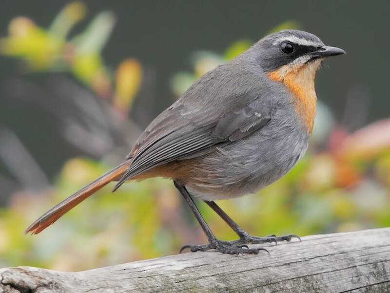Cape Robin-Chat, Photos 3