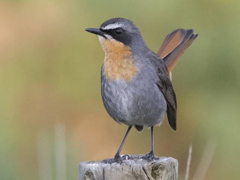 Cape Robin-Chat, Photos 2
