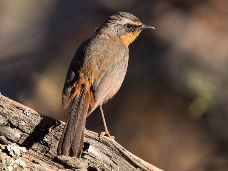Cape Robin-Chat