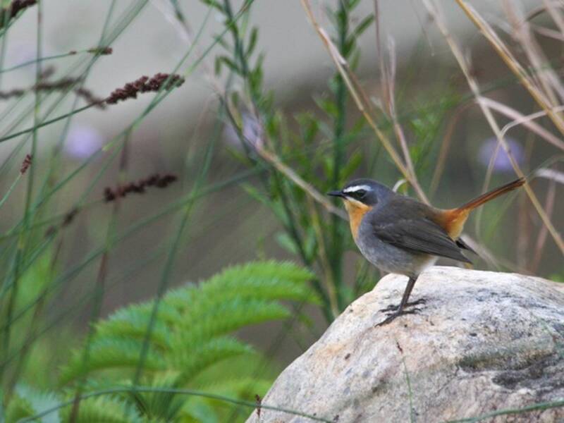Cape Robin-Chat, Photos 4