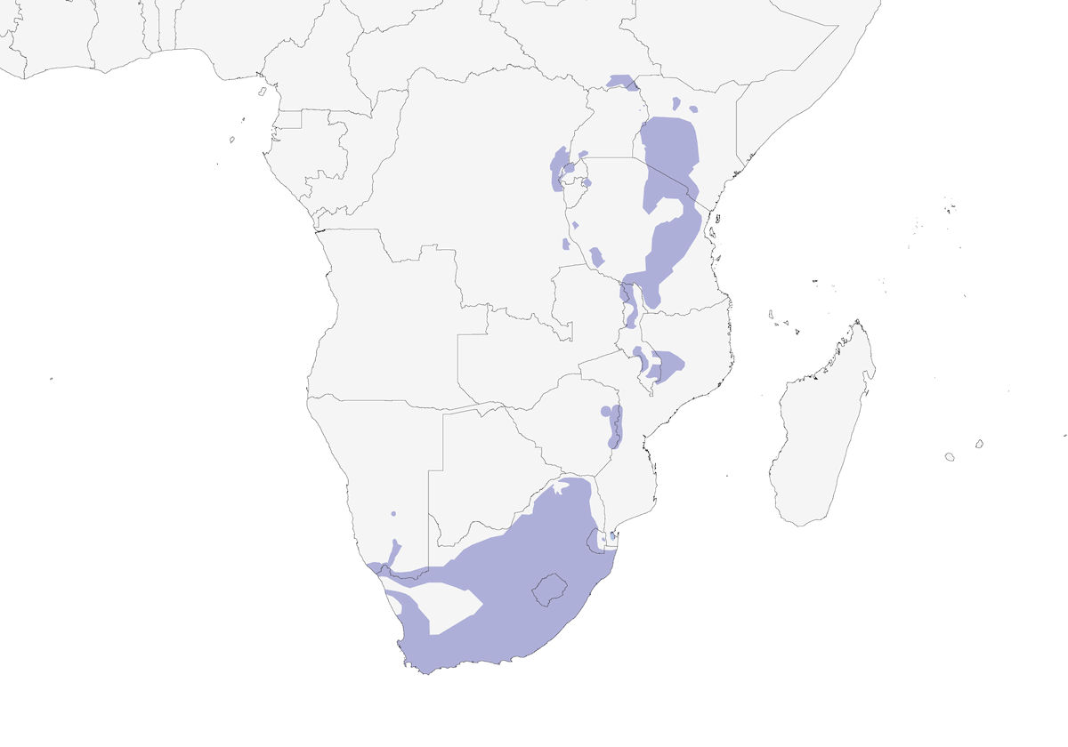 Cape Robin-Chat, Distribution 1