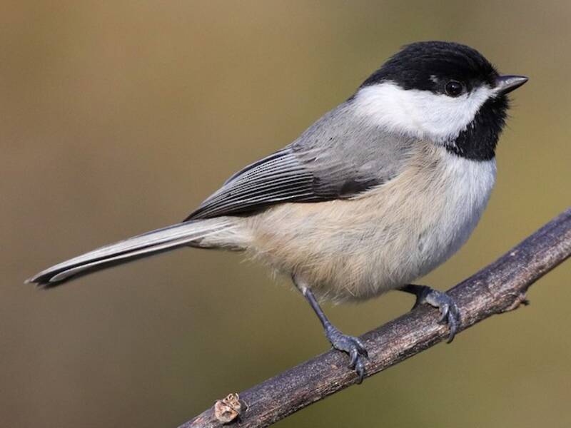 Carbonero Carolino