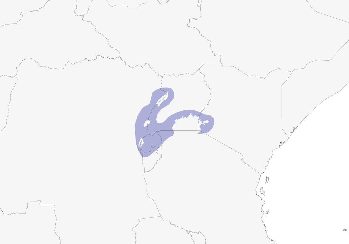 Cistícola de Carruthers, Distribución 1