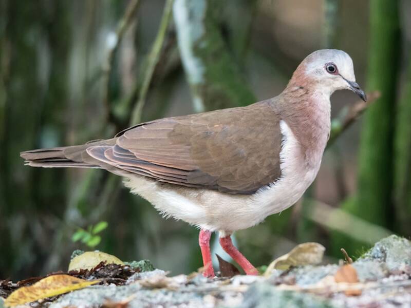 Colombe des Caraïbes