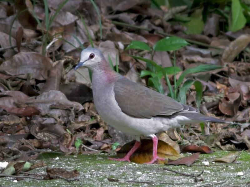 Colombe des Caraïbes, Photos 2