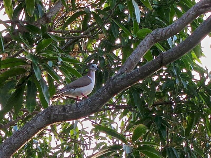 Colombe des Caraïbes, Photos 4