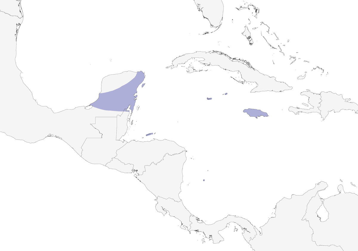 Colombe des Caraïbes, Distribution 1