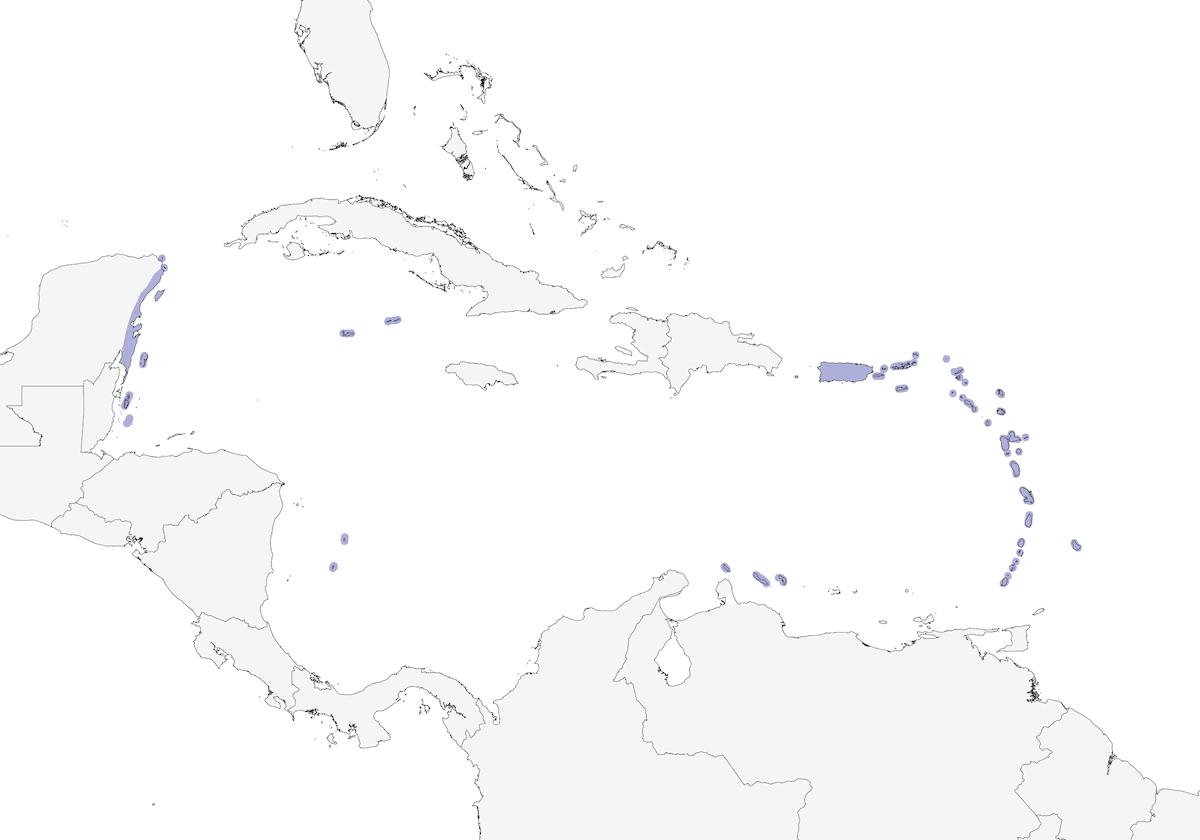 Elainia caribeña, Distribución 1