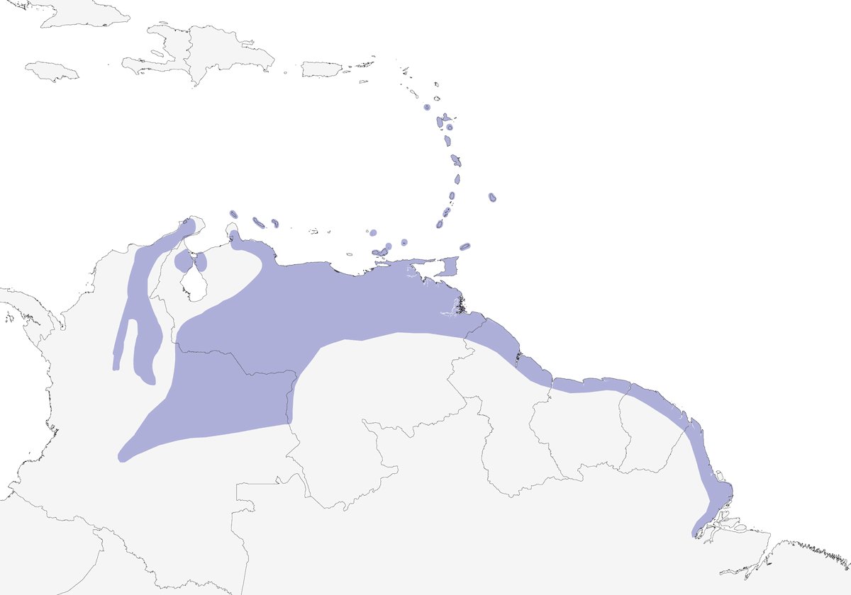Itteride delle Antille, Distribuzione 1