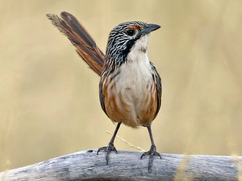 Carpentarian Grasswren, Photos 3