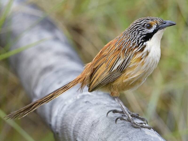 Carpentarian Grasswren, Photos 2