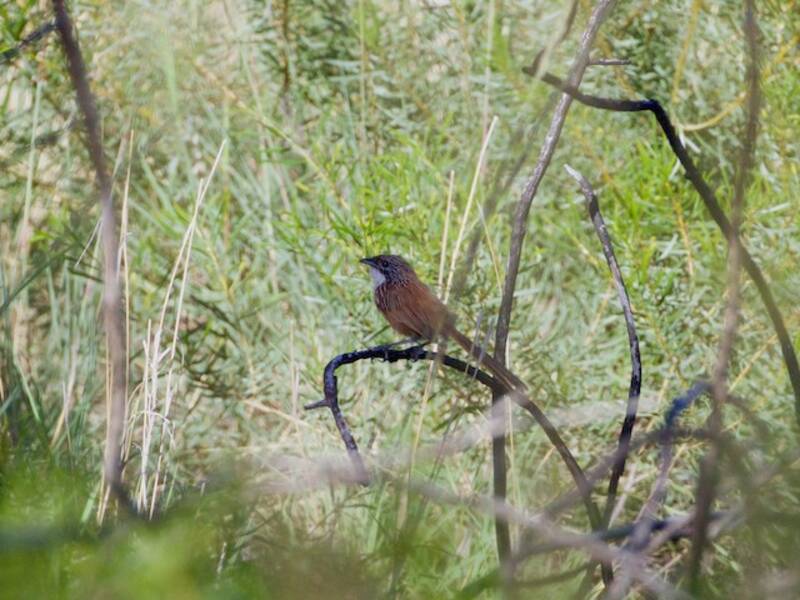 Carpentarian Grasswren, Photos 4