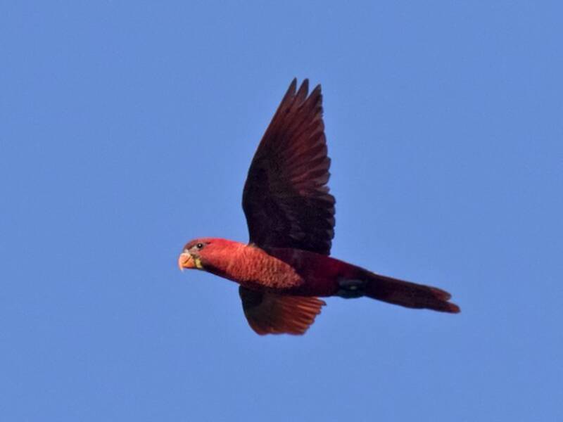 Cardinal Lory