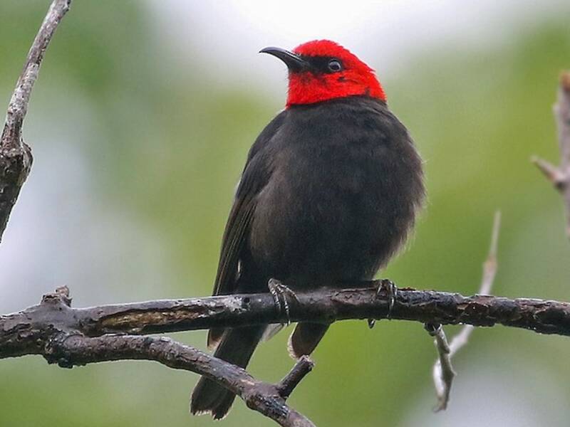 Mielero cardenal, Fotos 2
