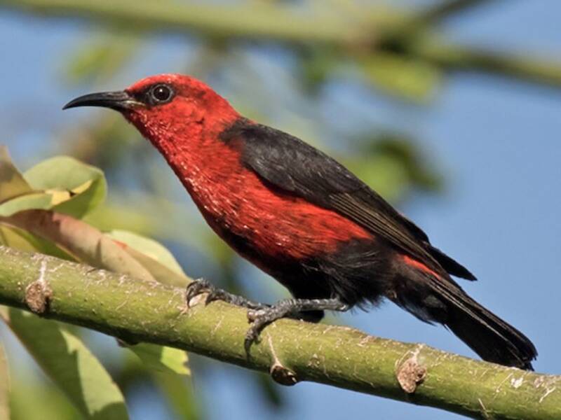 Mielero cardenal, Fotos 3