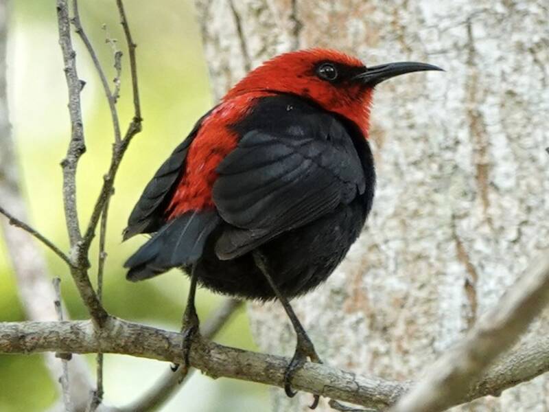 Mielero cardenal, Fotos 4