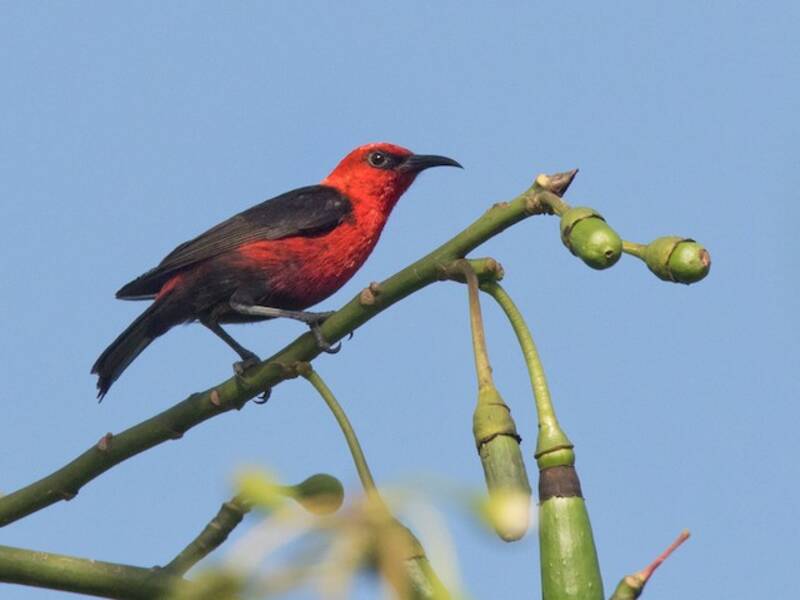Mizomela cardinale