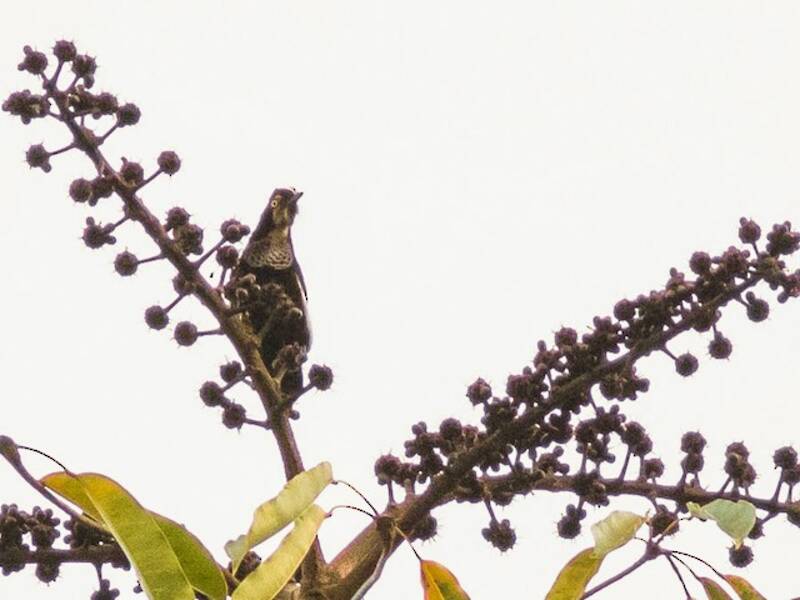 Parotia di Carola, Foto 3