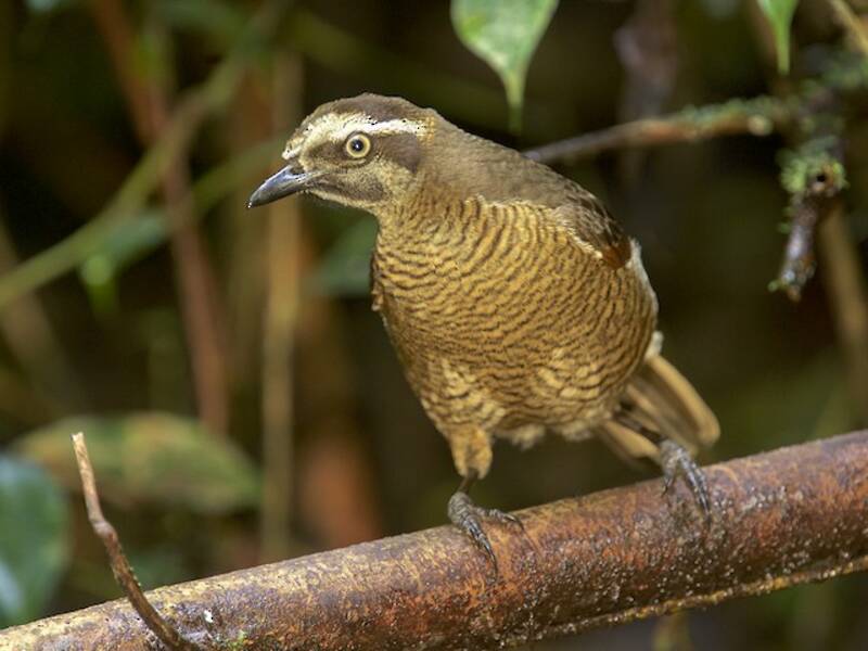 Parotia di Carola, Foto 4