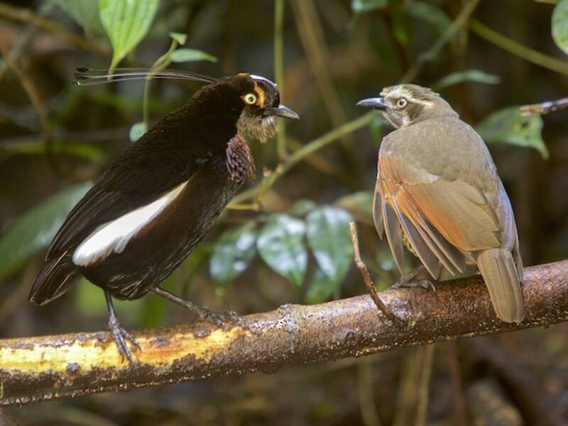 Parotia di Carola, Foto 2