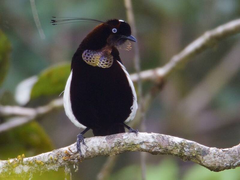 Parotia bronzata, Foto 4