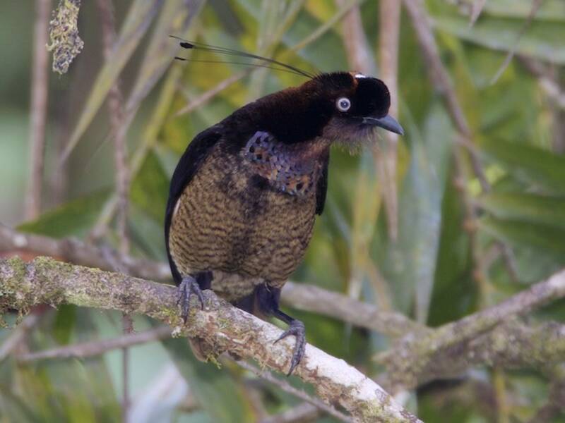 Parotia Bronceada