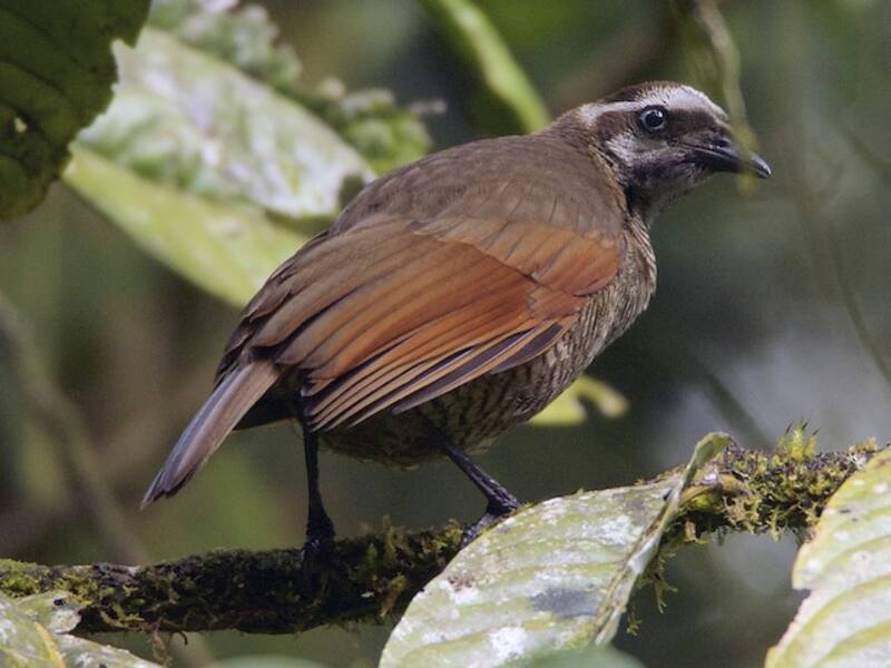 Parotia bronzata, Foto 3