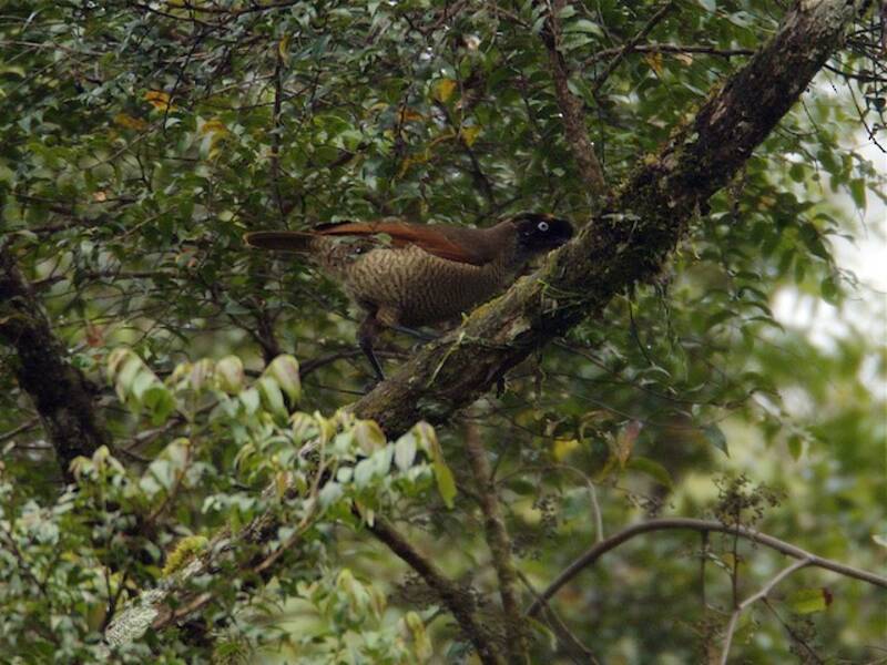 Parotia bronzata, Foto 2