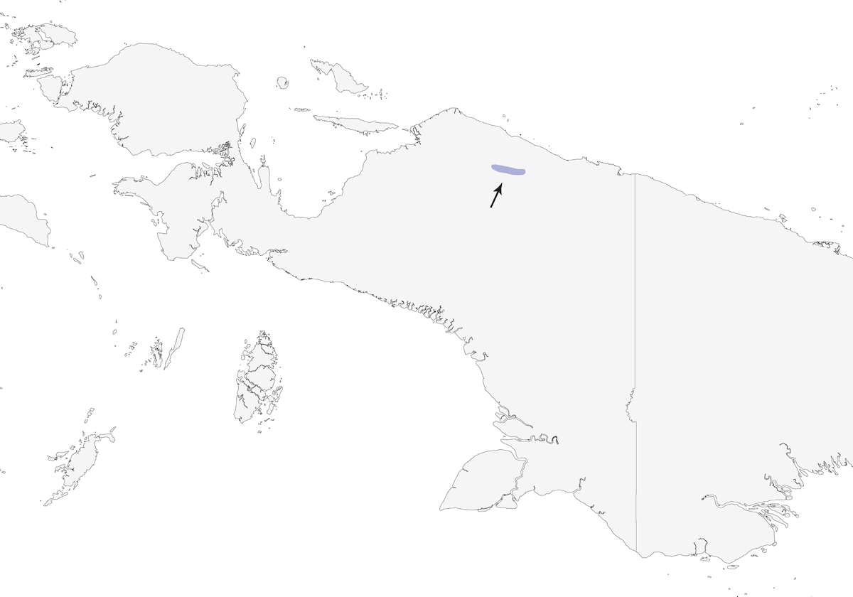 Parotia bronzata, Distribuzione 1
