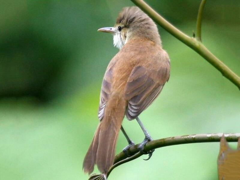 Caroline Reed Warbler, 照片 4