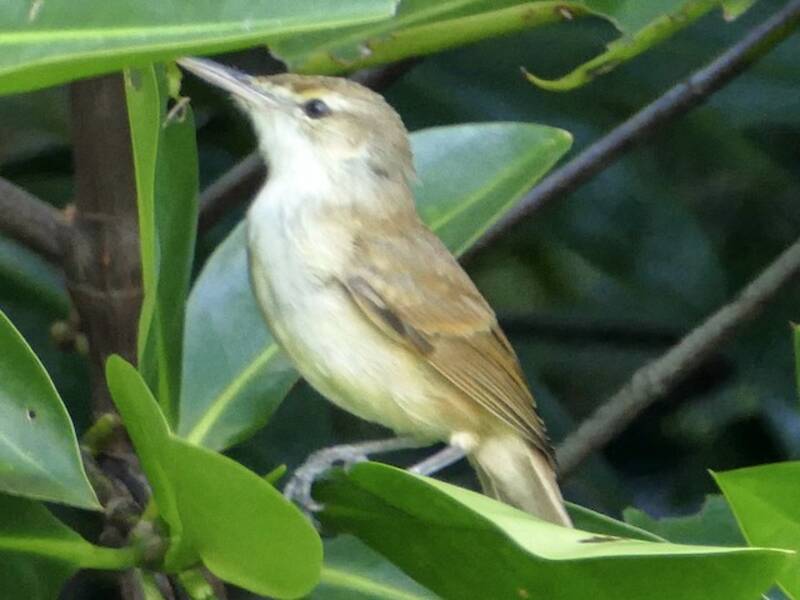 Caroline Reed Warbler, 照片 3