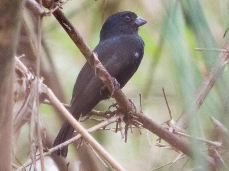 Carrizal Seedeater, Photos 4