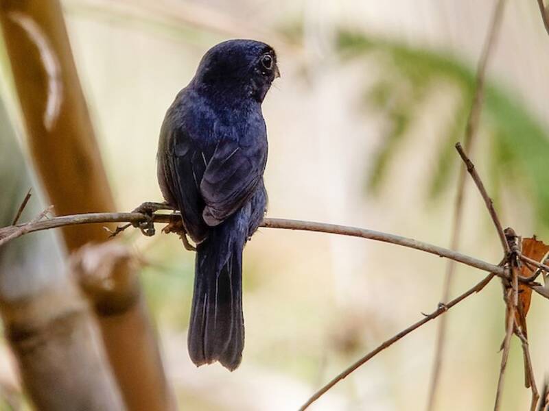 Carrizal Seedeater, Photos 3