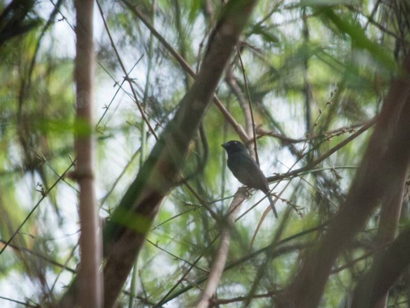 Carrizal Seedeater, Photos 2