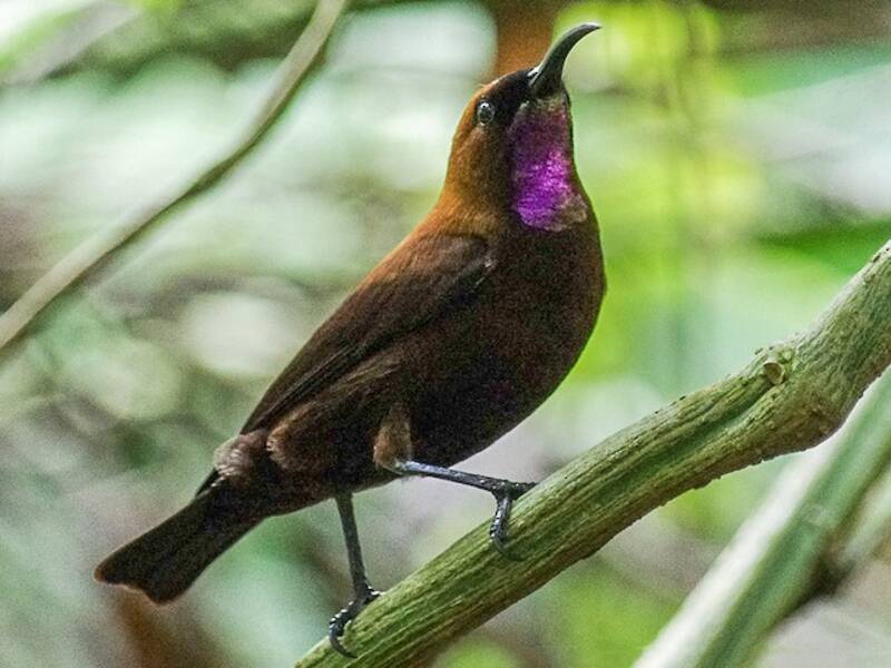 Carmelite Sunbird, 照片 2