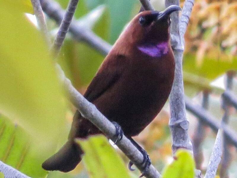 Carmelite Sunbird, 照片 4