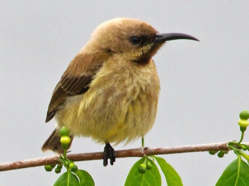 Carmelite Sunbird