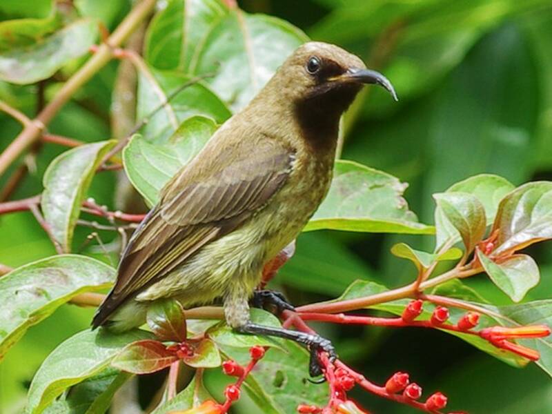 Carmelite Sunbird, 照片 3