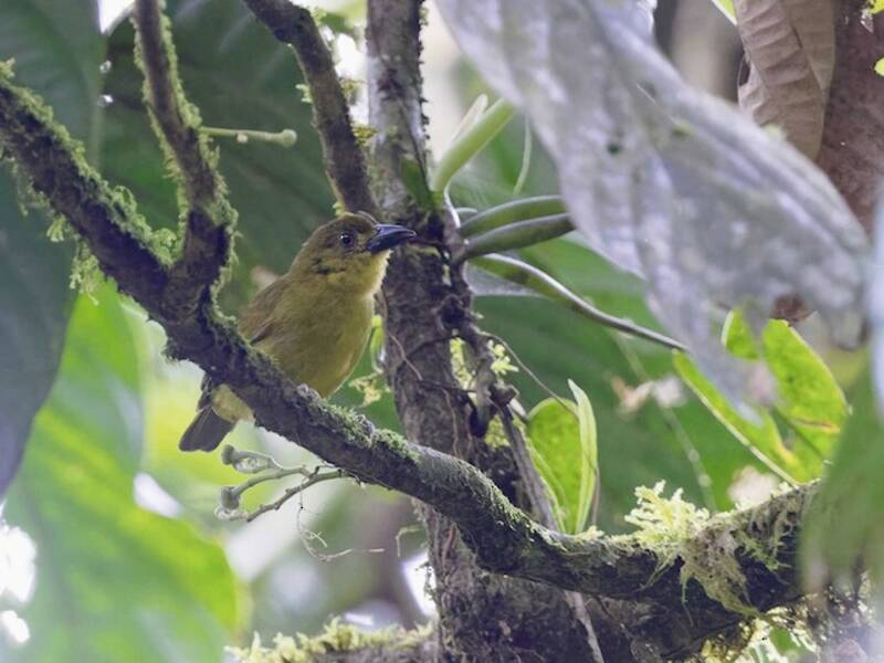 Tángara Loriamarilla, Fotos 4