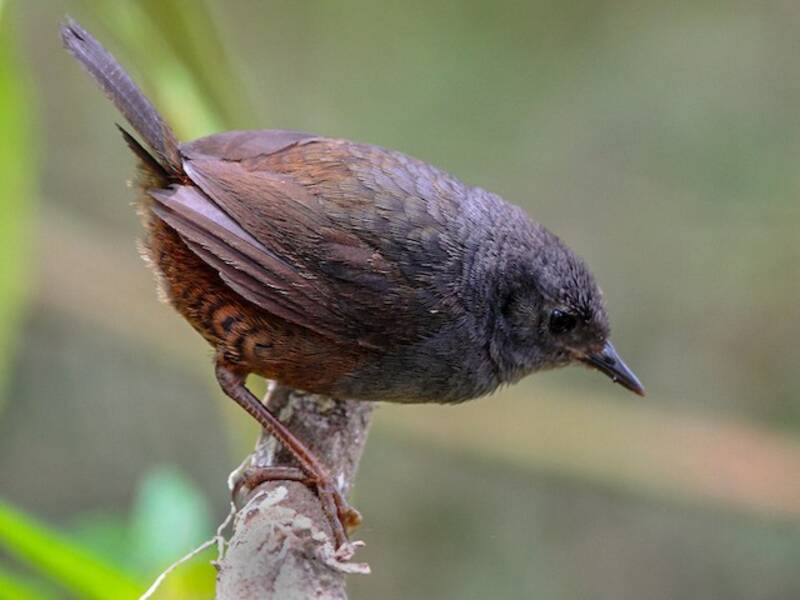 Tapaculo de Caracas