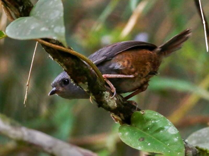 Tapaculo di Caracas, Foto 2