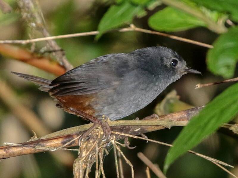Tapaculo di Caracas, Foto 3