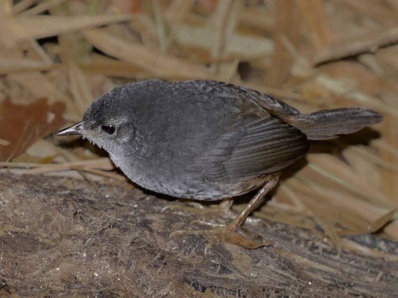 Tapaculo di Caracas, Foto 4