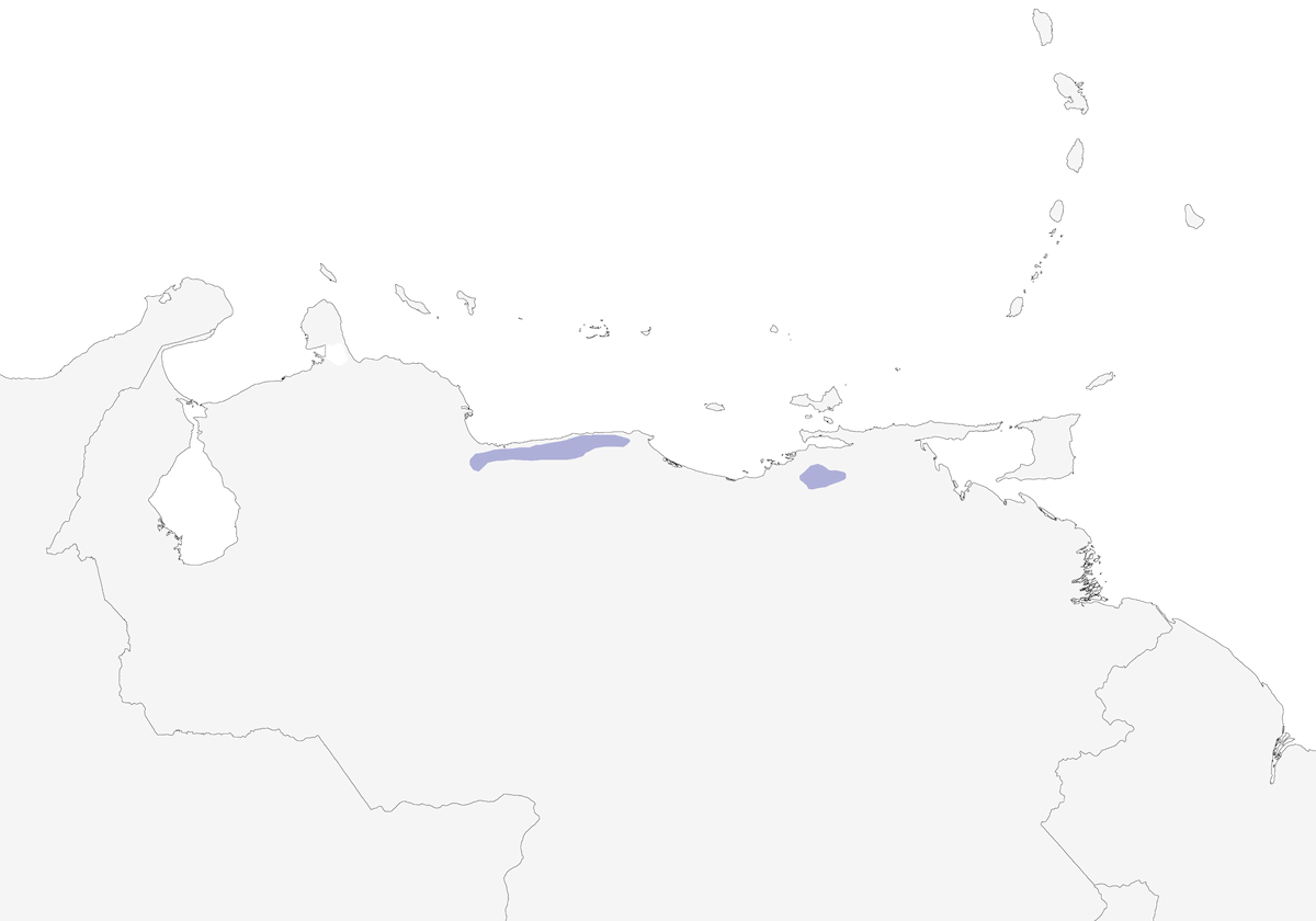 Tapaculo di Caracas, Distribuzione 1