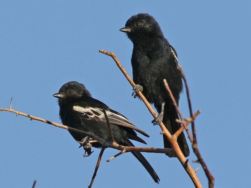 Carp's Tit
