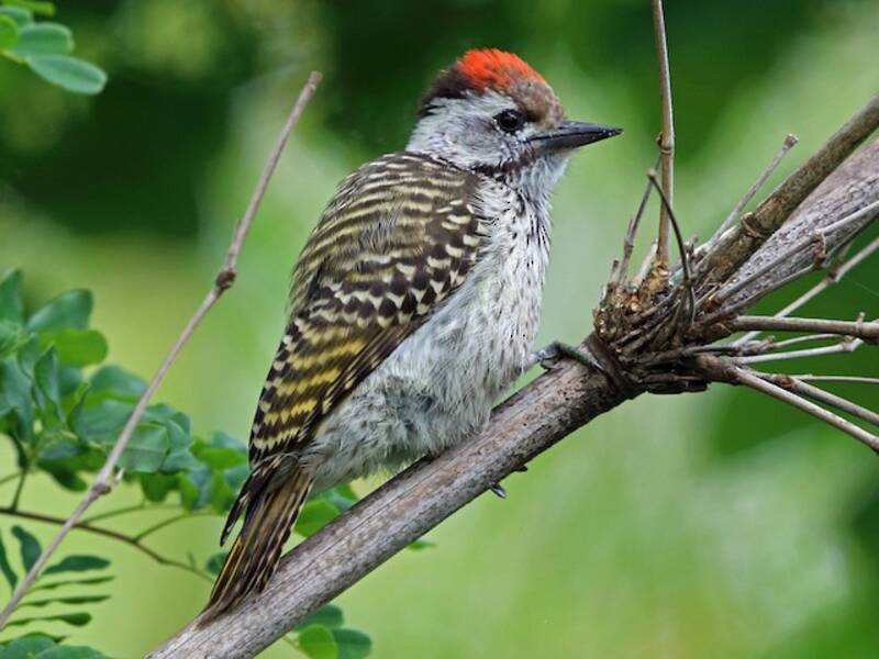 Cardinal Woodpecker, 照片 3
