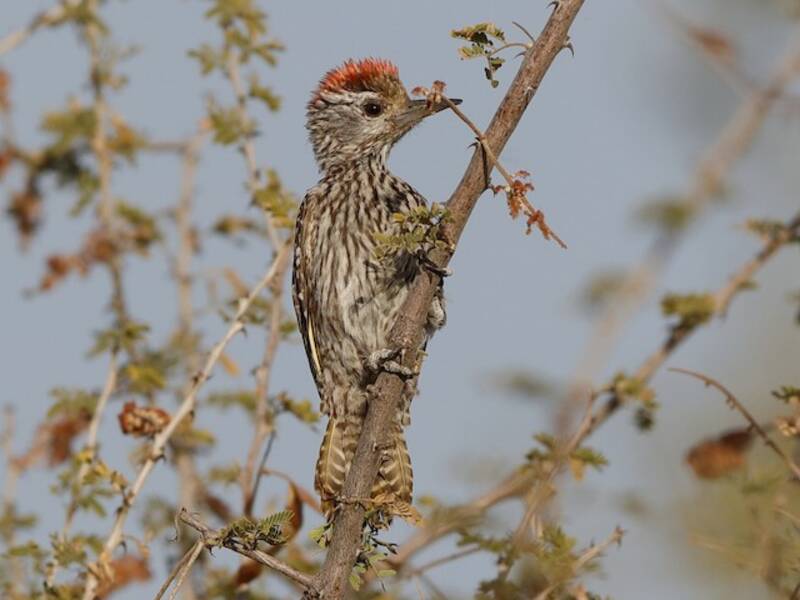 Cardinal Woodpecker, 照片 4